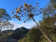 12 Heracleum sphondylium (Panace) con vista verso il Monte Gioco, Serina e Lepreno